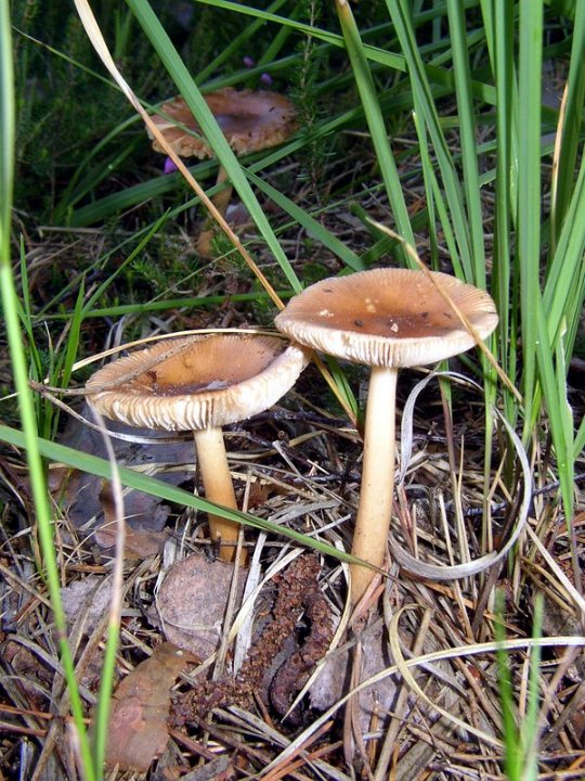 Amanites fauves   Amanita fulva